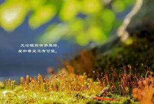 獨處的正能量句子