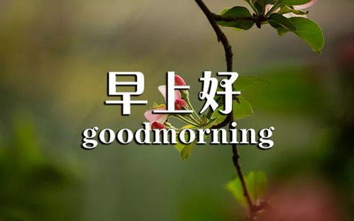 早上好勵志正能量句子,早上好正能量句子簡短,早上好朋友圈正能量句子簡短