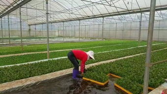 農(nóng)業(yè)自產(chǎn)自銷的會(huì)計(jì)科目