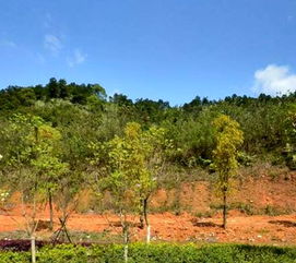 土地出讓金該做什么會計科目