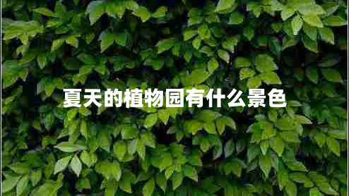 夏天的植物園有什么景色