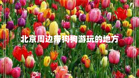 北京周邊帶狗狗游玩的地方 北京周邊帶狗狗游玩的地方