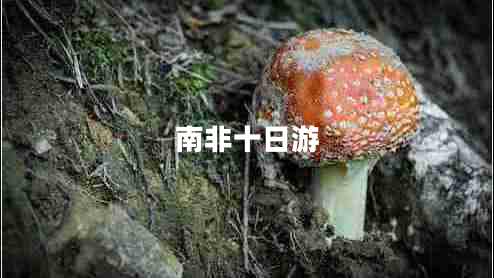 南非十日游 南非十日游