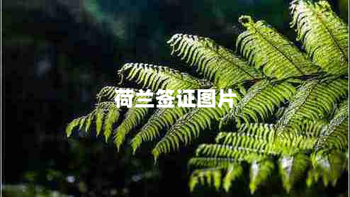 荷蘭簽證圖片 荷蘭簽證圖片