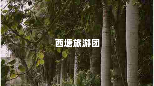 西塘旅游團(tuán)