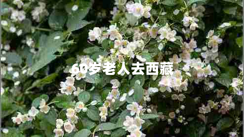 60歲老人去西藏