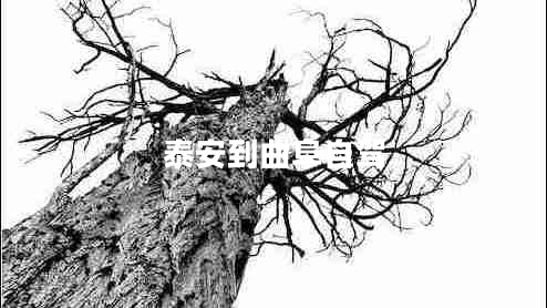 泰安到曲阜自駕 泰安到曲阜自駕