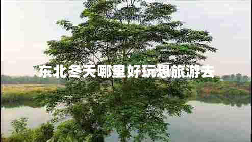東北冬天哪里好玩想旅游去