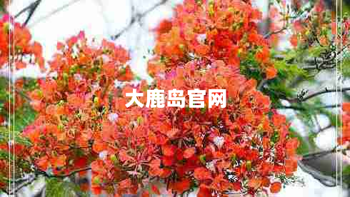 大鹿島官網(wǎng)