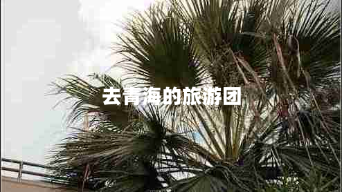 去青海的旅游團