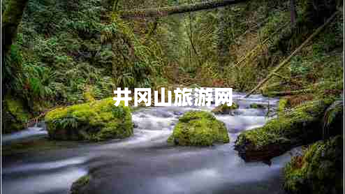 井岡山旅游網(wǎng)