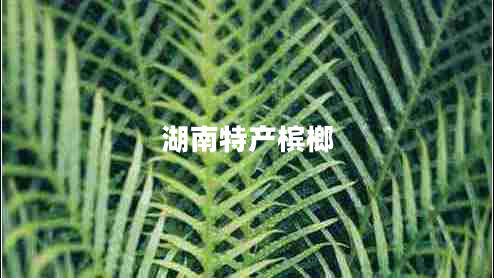 湖南特產(chǎn)檳榔