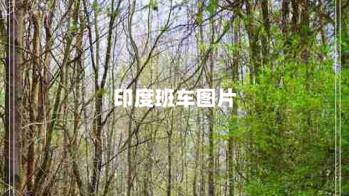 印度班車圖片 印度班車圖片