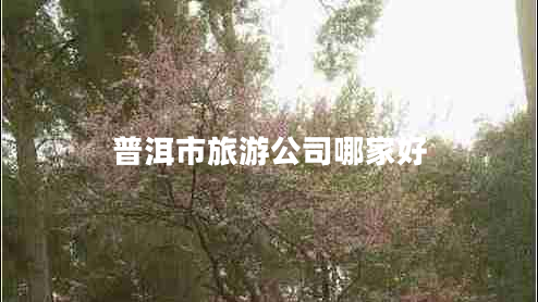 普洱市旅游公司哪家好 普洱市旅游公司哪家好