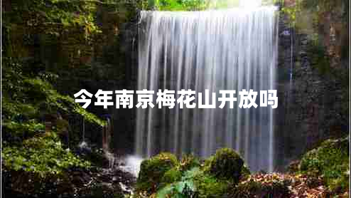 今年南京梅花山開放嗎