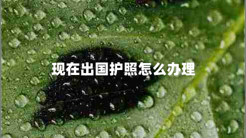 現(xiàn)在出國護(hù)照怎么辦理