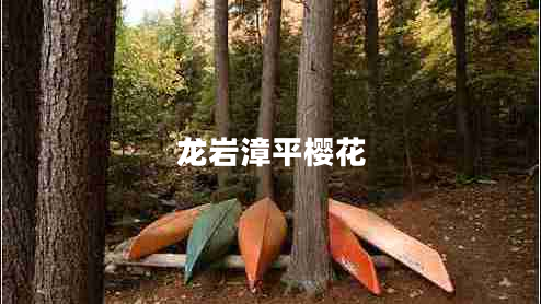 龍巖漳平櫻花 龍巖漳平櫻花