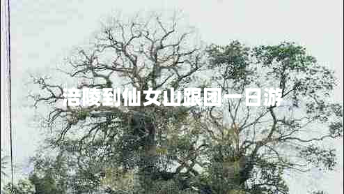 涪陵到仙女山跟團(tuán)一日游 涪陵到仙女山跟團(tuán)一日游