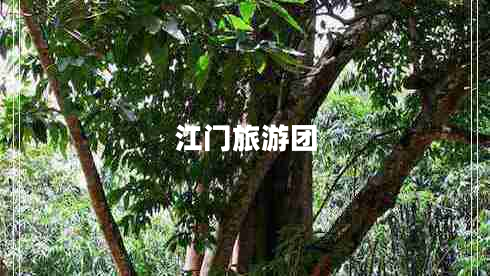 江門旅游團 江門旅游團