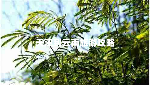 天津到云南旅游攻略 天津到云南旅游攻略
