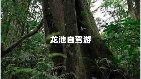 龍池自駕游 龍池自駕游