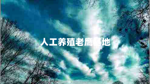 人工養(yǎng)殖老鷹基地 人工養(yǎng)殖老鷹基地