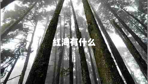 紅海有什么