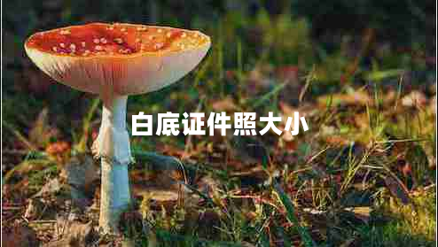 白底證件照大小 白底證件照大小