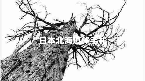 日本北海道伴手禮