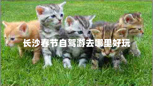 長沙春節(jié)自駕游去哪里好玩 長沙春節(jié)自駕游去哪里好玩