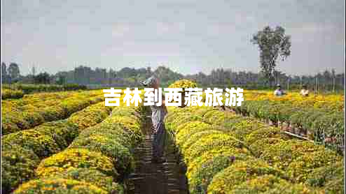 吉林到西藏旅游 吉林到西藏旅游