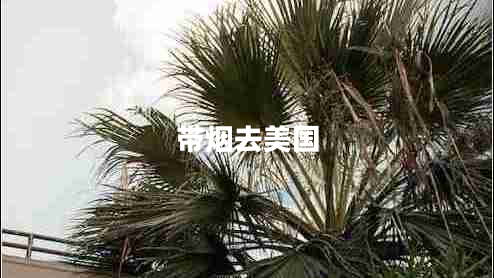 帶煙去美國(guó)