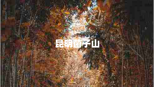 昆明菌子山 昆明菌子山