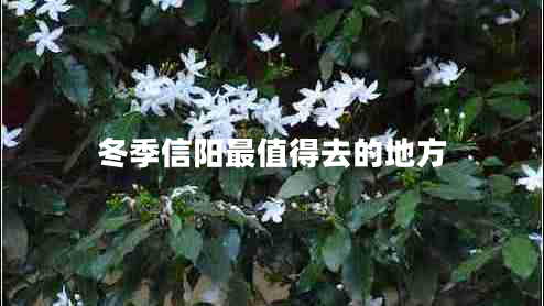 冬季信陽(yáng)最值得去的地方