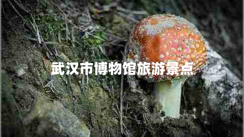 武漢市博物館旅游景點