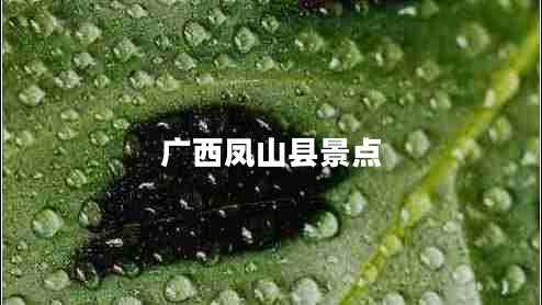 廣西鳳山縣景點(diǎn)