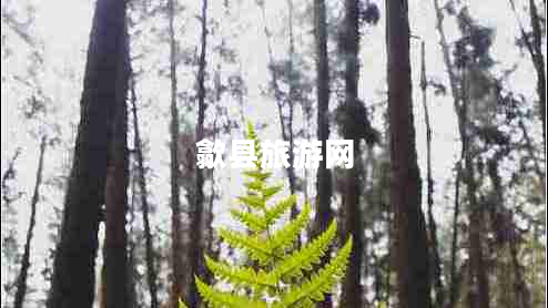 歙縣旅游網(wǎng)