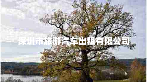 深圳市旅游汽車出租有限公司 深圳市旅游汽車出租有限公司