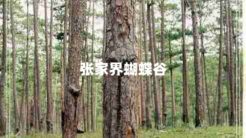 張家界蝴蝶谷 張家界蝴蝶谷