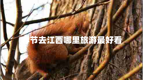春節(jié)去江西哪里旅游最好看 春節(jié)去江西哪里旅游最好看