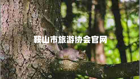 鞍山市旅游協(xié)會(huì)官網(wǎng)