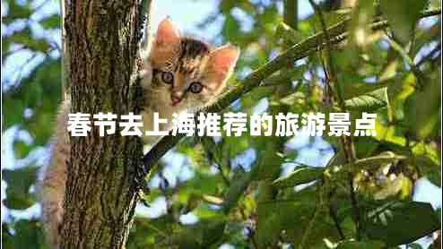 春節(jié)去上海推薦的旅游景點(diǎn)