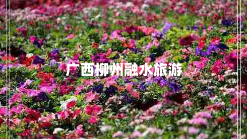 廣西柳州融水旅游 廣西柳州融水旅游