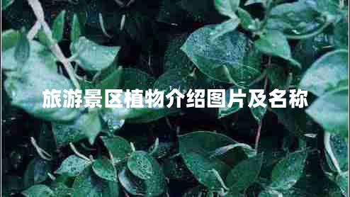 旅游景區(qū)植物介紹圖片及名稱 旅游景區(qū)植物介紹圖片及名稱
