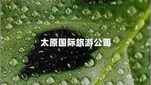 太原國際旅游公司 太原國際旅游公司