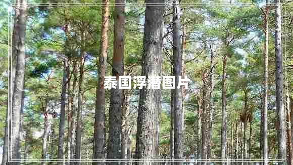 泰國浮潛圖片 泰國浮潛圖片