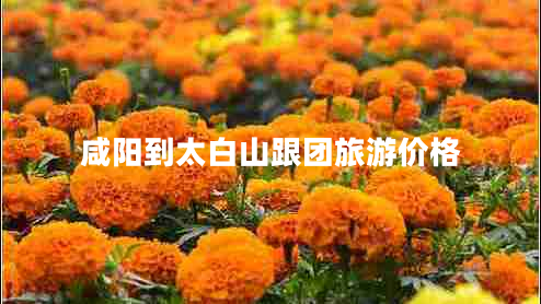 咸陽到太白山跟團旅游價格