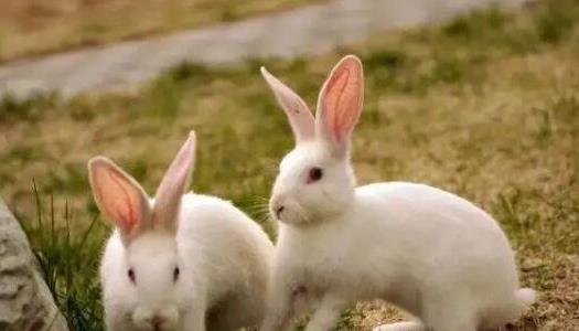 兔子怎么養(yǎng) 兔子怎么養(yǎng)