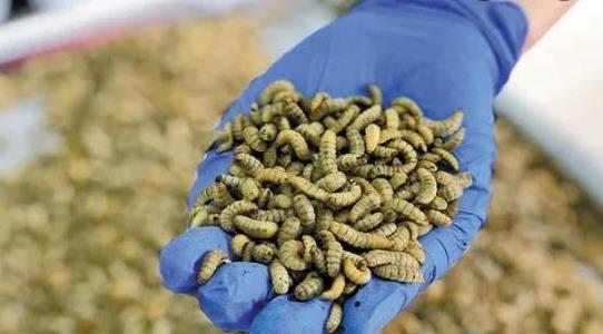 農(nóng)村有什么特色養(yǎng)殖項(xiàng)目 農(nóng)村有什么特色養(yǎng)殖項(xiàng)目