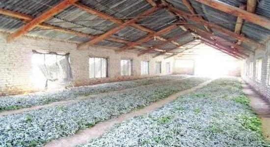 養(yǎng)蠶的方法和步驟介紹 養(yǎng)蠶的方法和步驟介紹